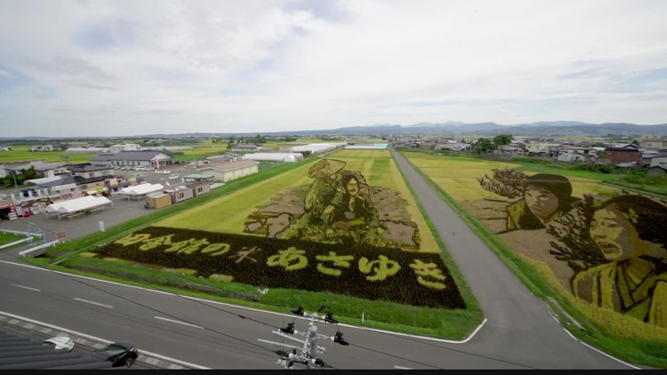 See how Japan's most important crop is also an art canvas