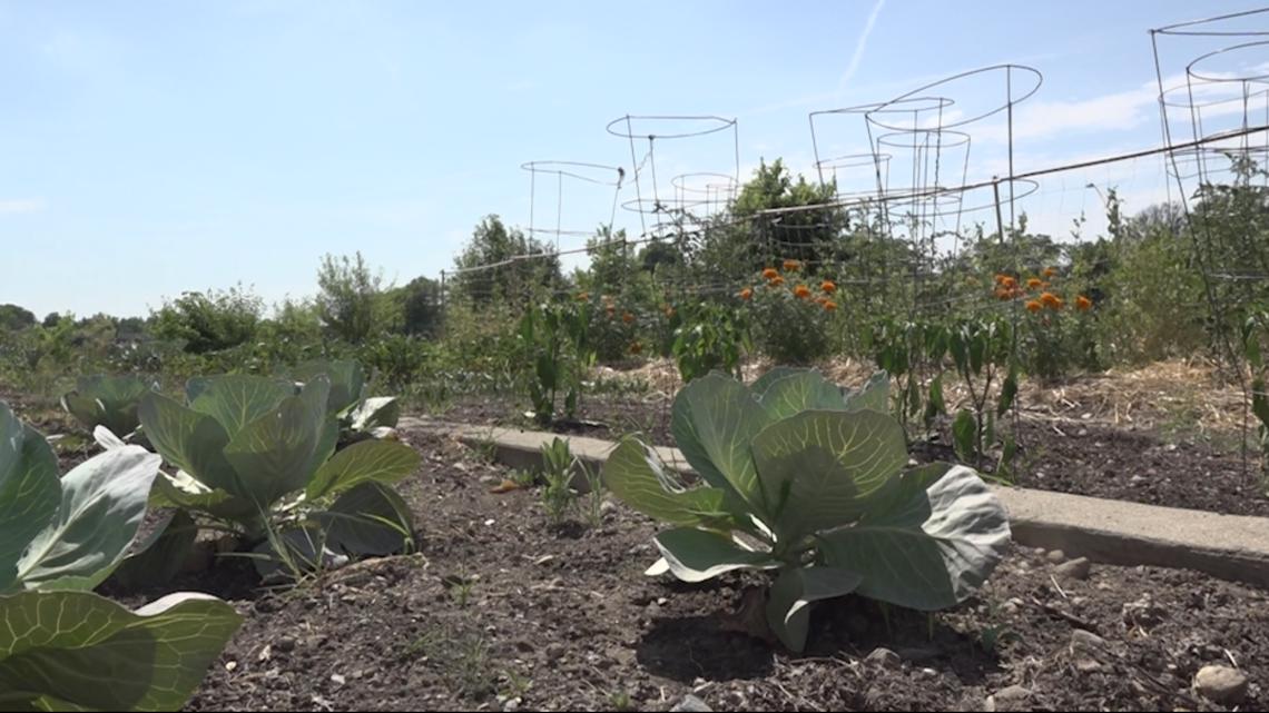 Urban garden centers stressed from ongoing heat wave - Vimarsana News