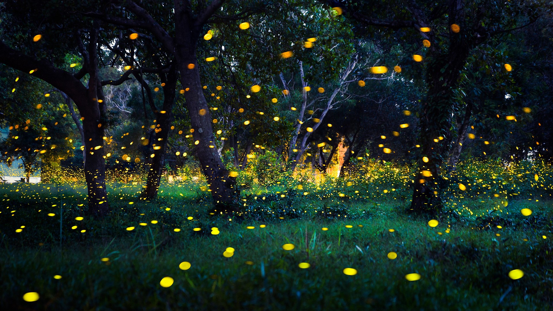 Lightning Bug At Night