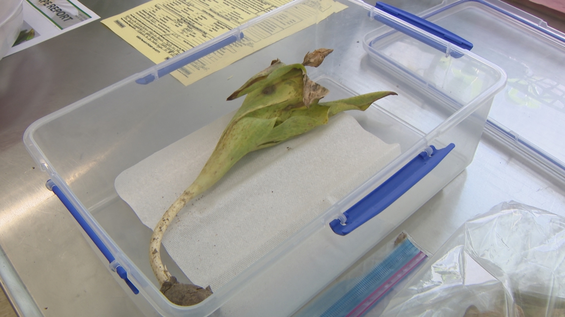 How to get your plant, pest problems diagnosed in Indiana - Vimarsana News