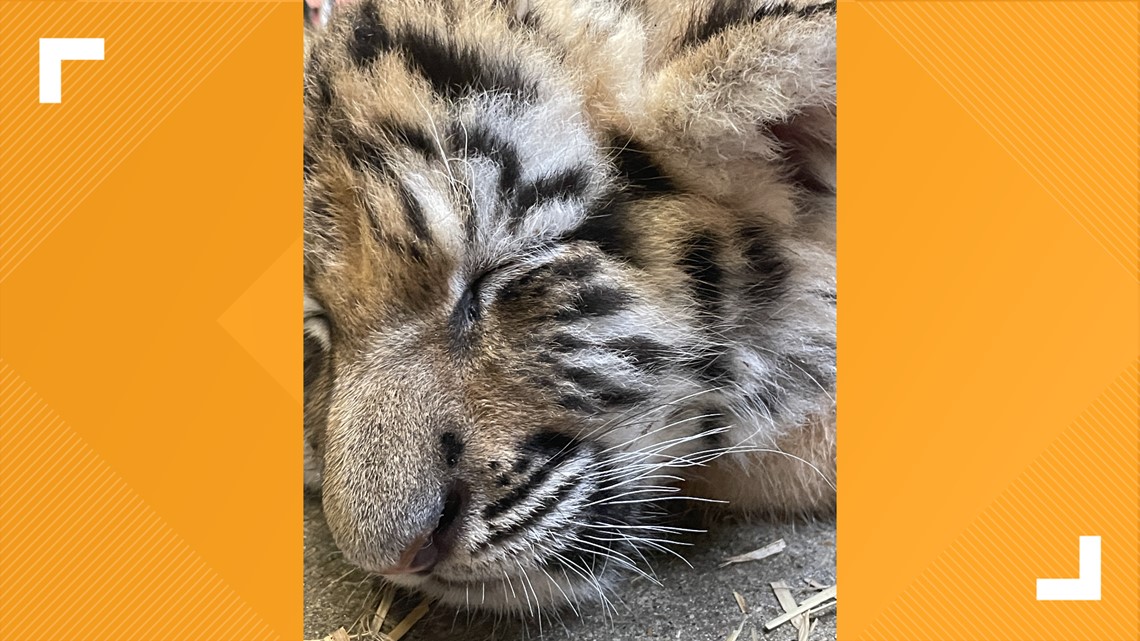 Indianapolis Zoo Asking Public to Help Name Two New Tiger Cubs