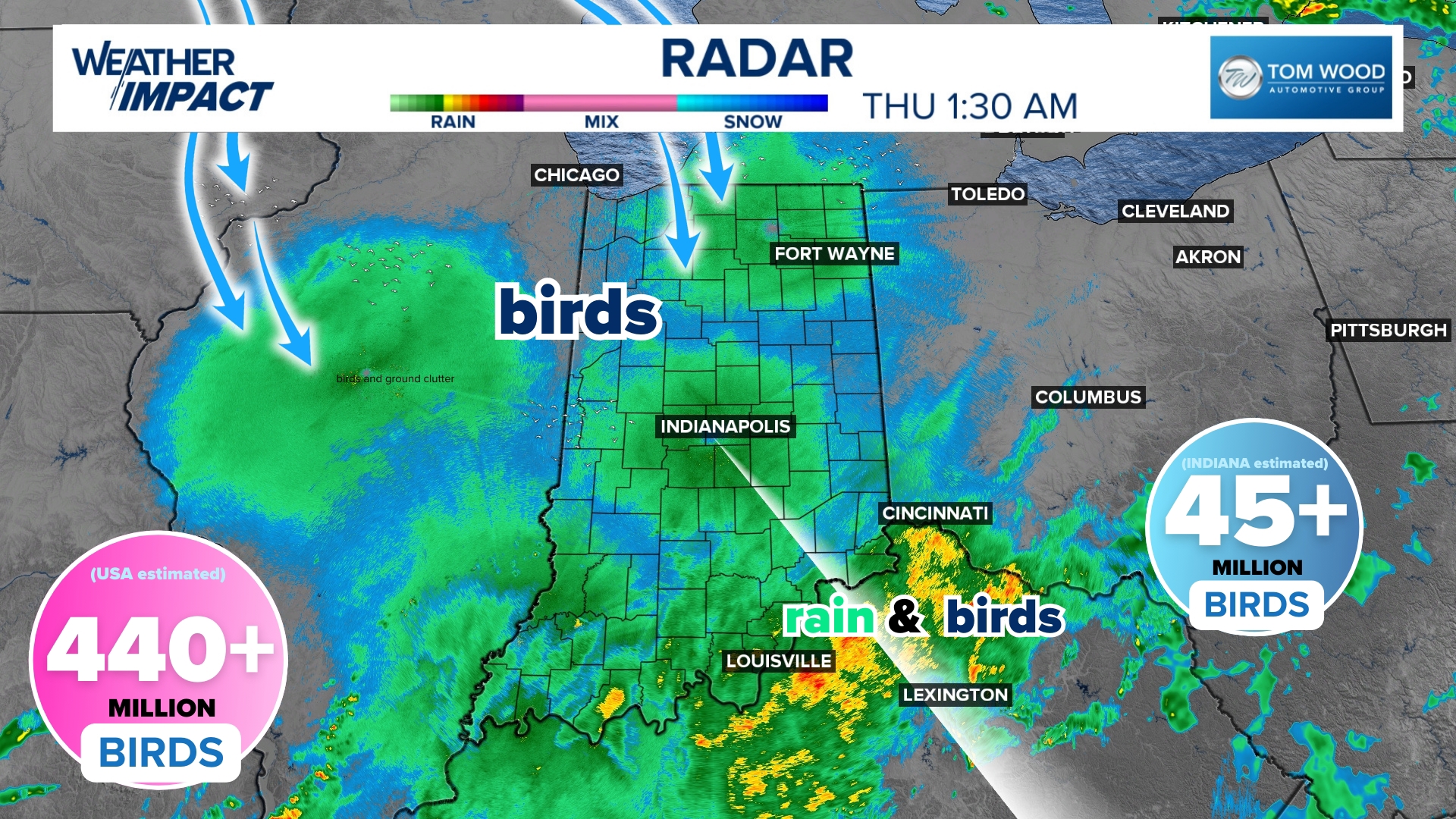 Indiana Bird Migration: Millions Flying South Now - News Usa Today