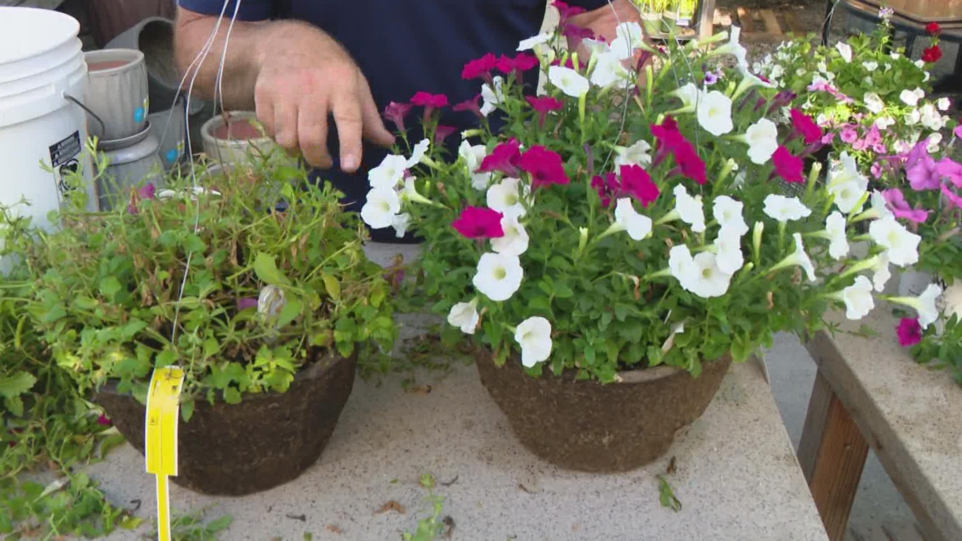 After the July Fourth holiday, cutting back and fertilizing a hanging basket plant will spur new growth.
