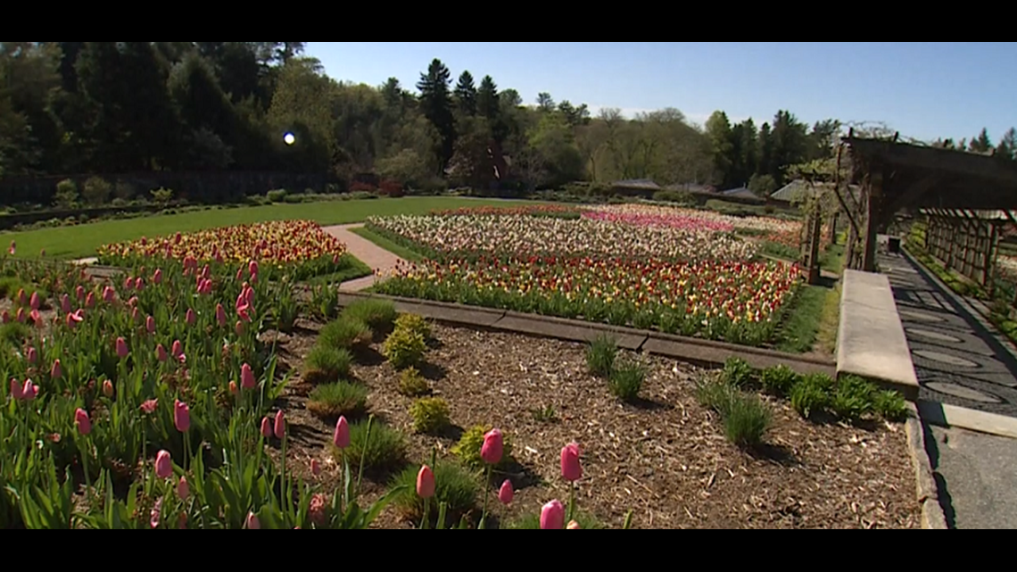 Tulips in full bloom at Biltmore Estate
