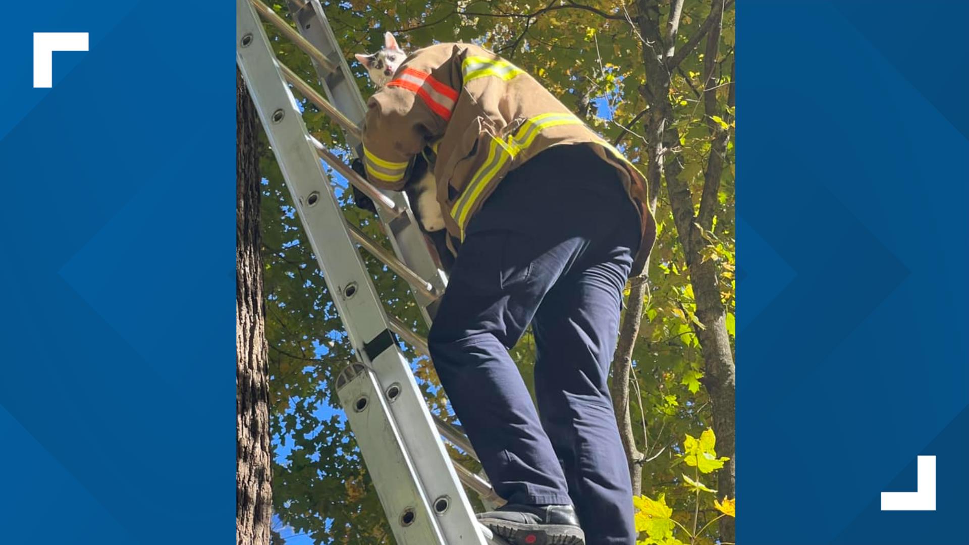 Ralph's family and neighbor believe a dog may have chased the cat up the tree.