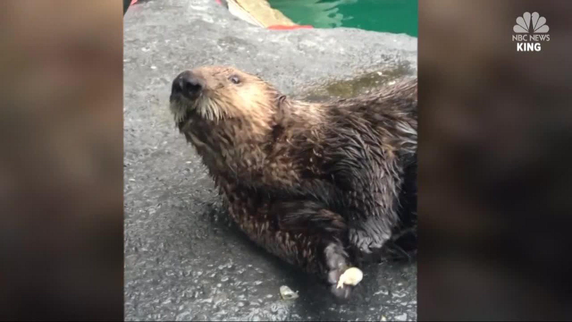 Asthmatic otter masters inhaler