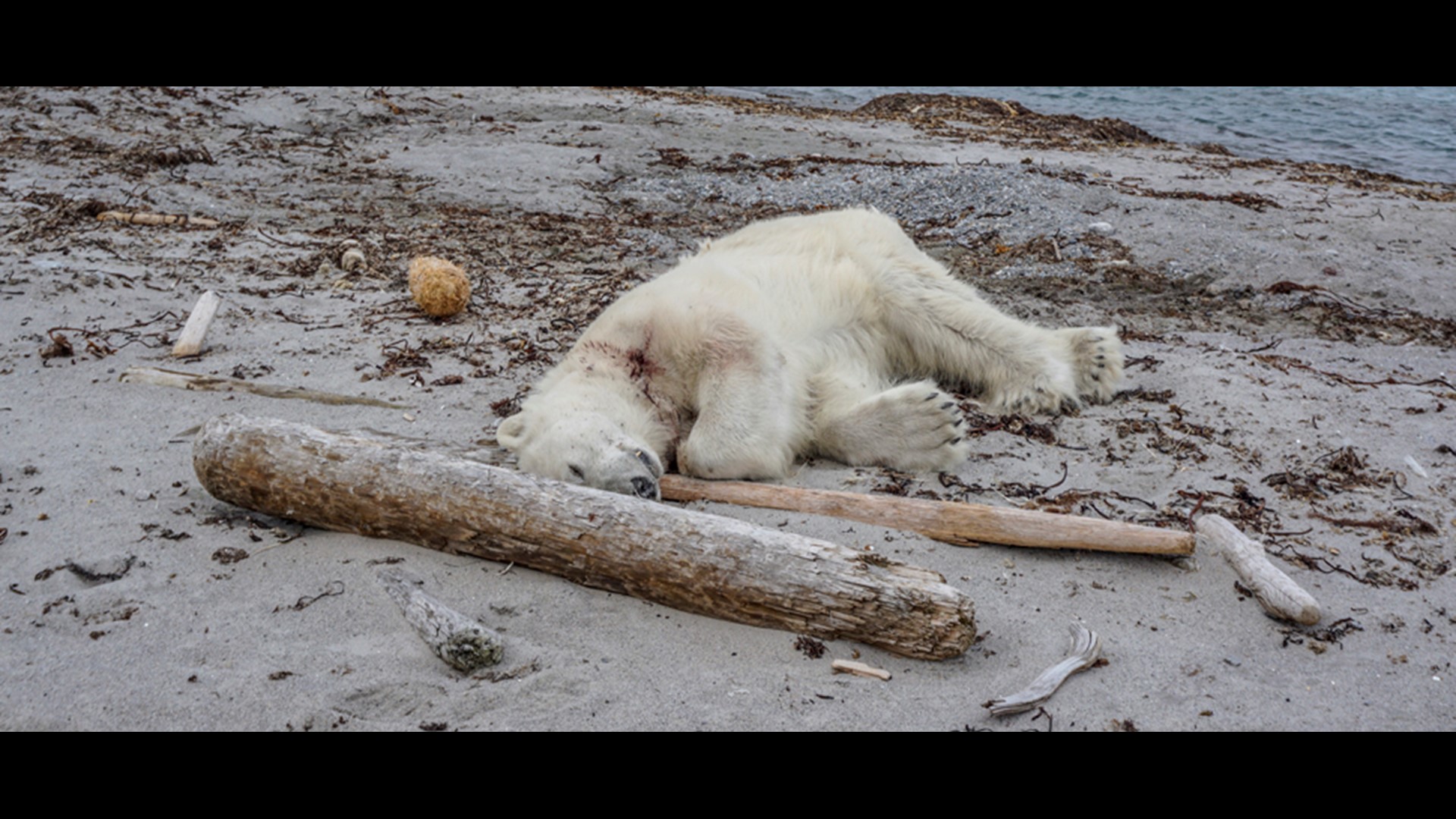 Polar Bear Killed After Attack On Arctic Cruise Ship Guard