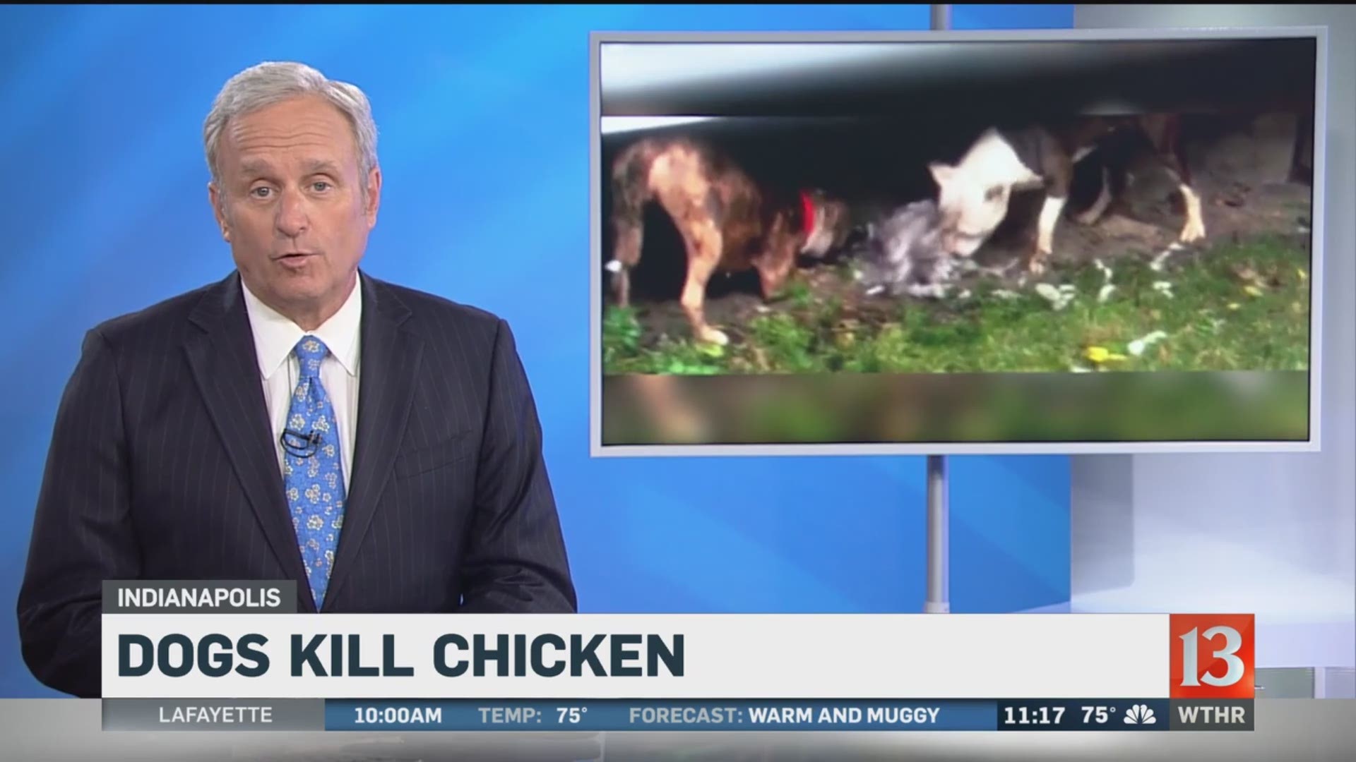 Pit bulls attack urban coop and kill chicken