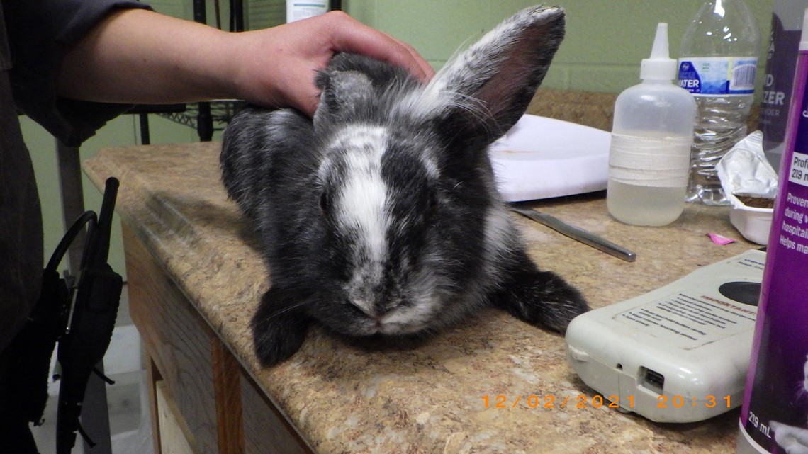 Rabbits dumped and abandoned on Indy's east side