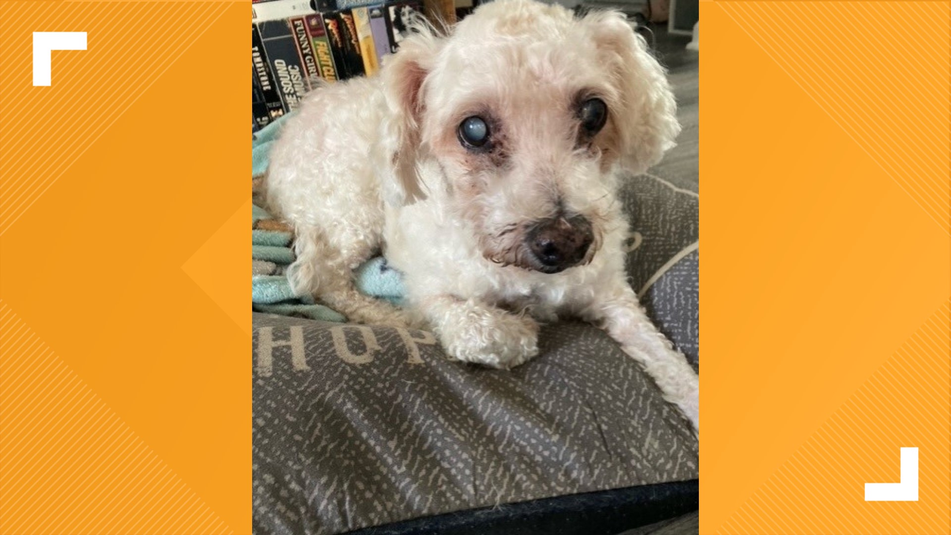 Taffy's Touch helping senior dogs live out life with love