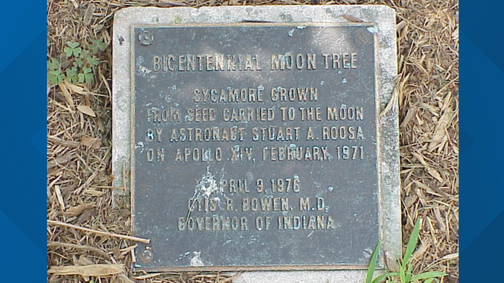 Indiana getting next generation 'moon tree' | wthr.com