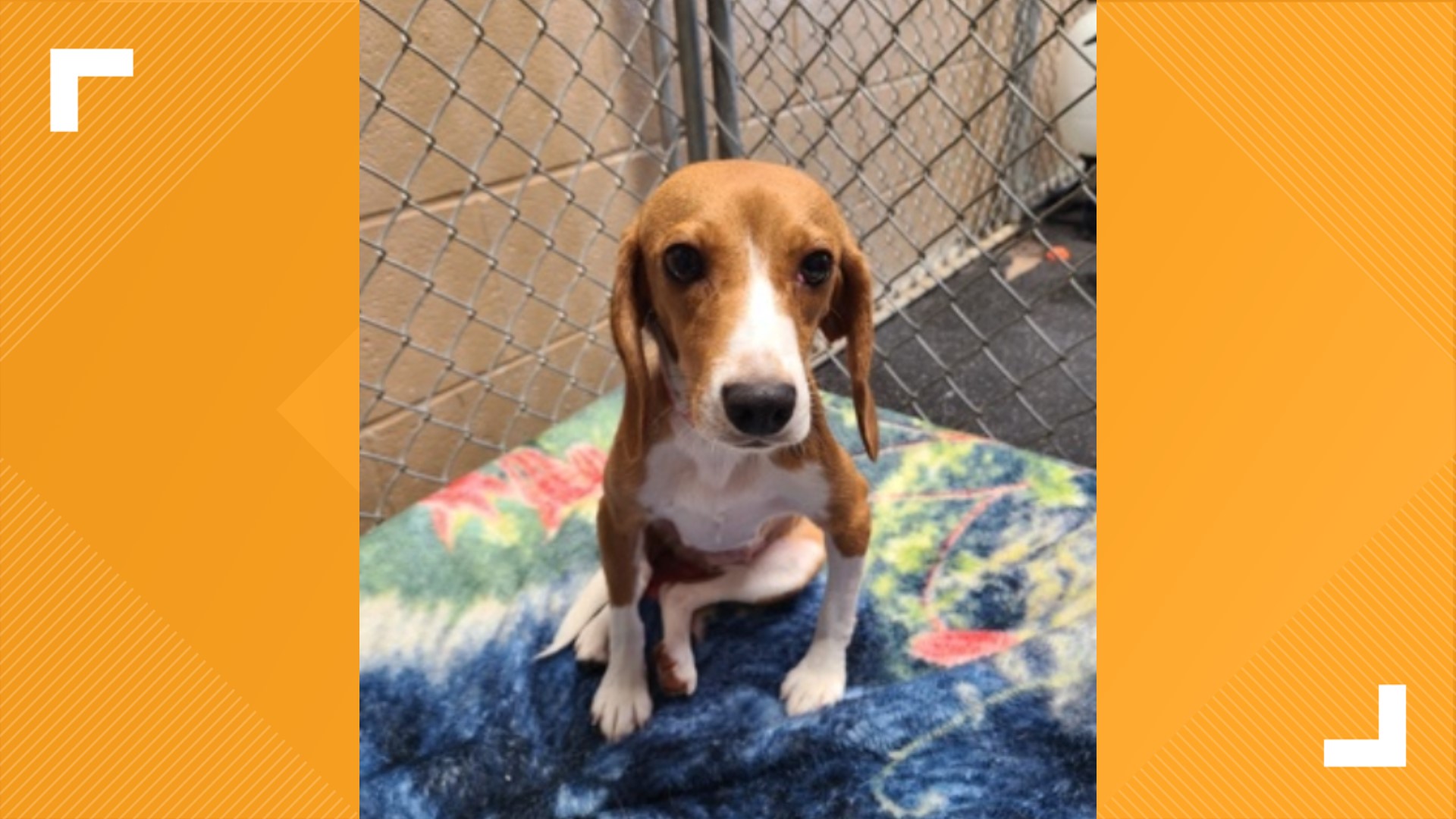 Beagles rescued from Virginia facility up for adoption in Indiana ...