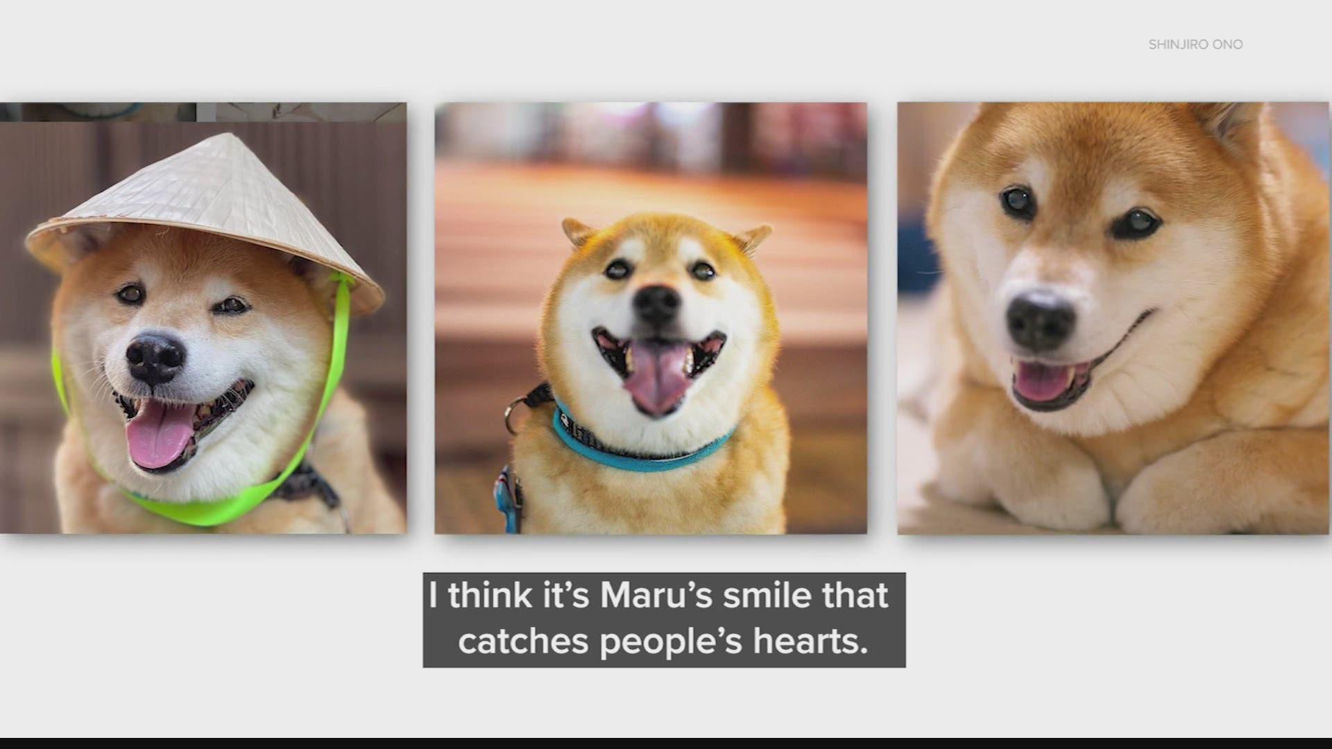 With 2.5 million followers on social media, Maru is a revenue generator, but proceeds go to an animal rescue.