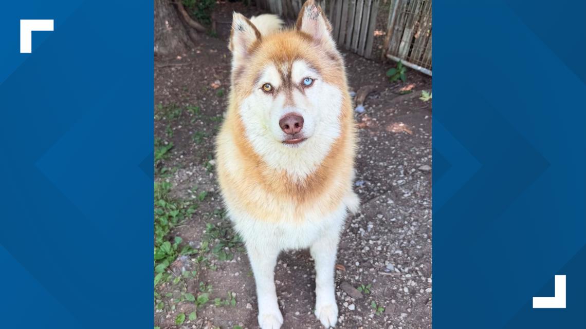 Pets of the Week: July 18, 2026