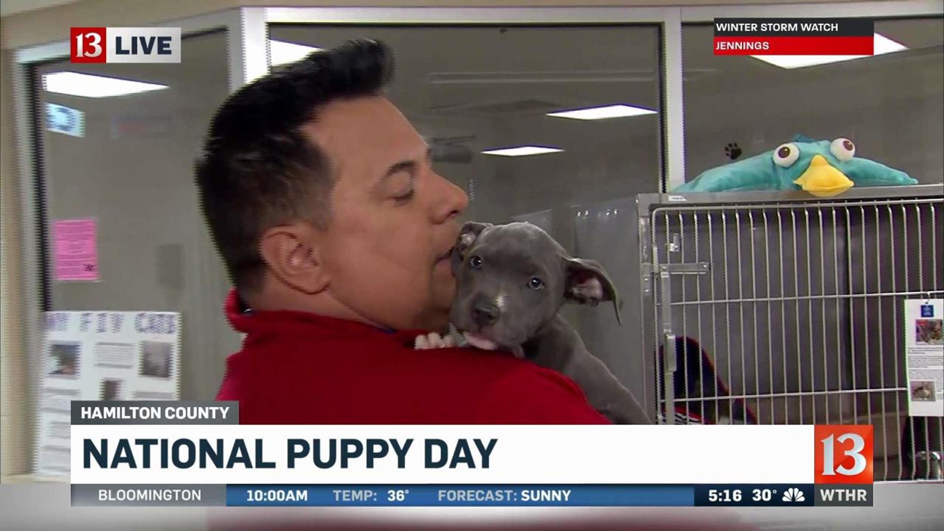 Adopt puppies from Hamilton County Humane Society