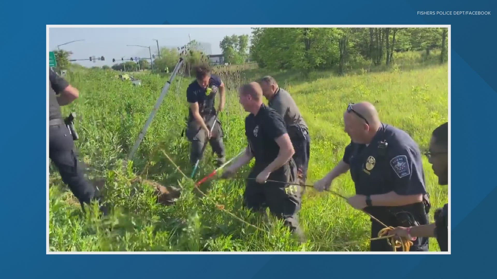 A deer is free after police and firefighters got it to safety.