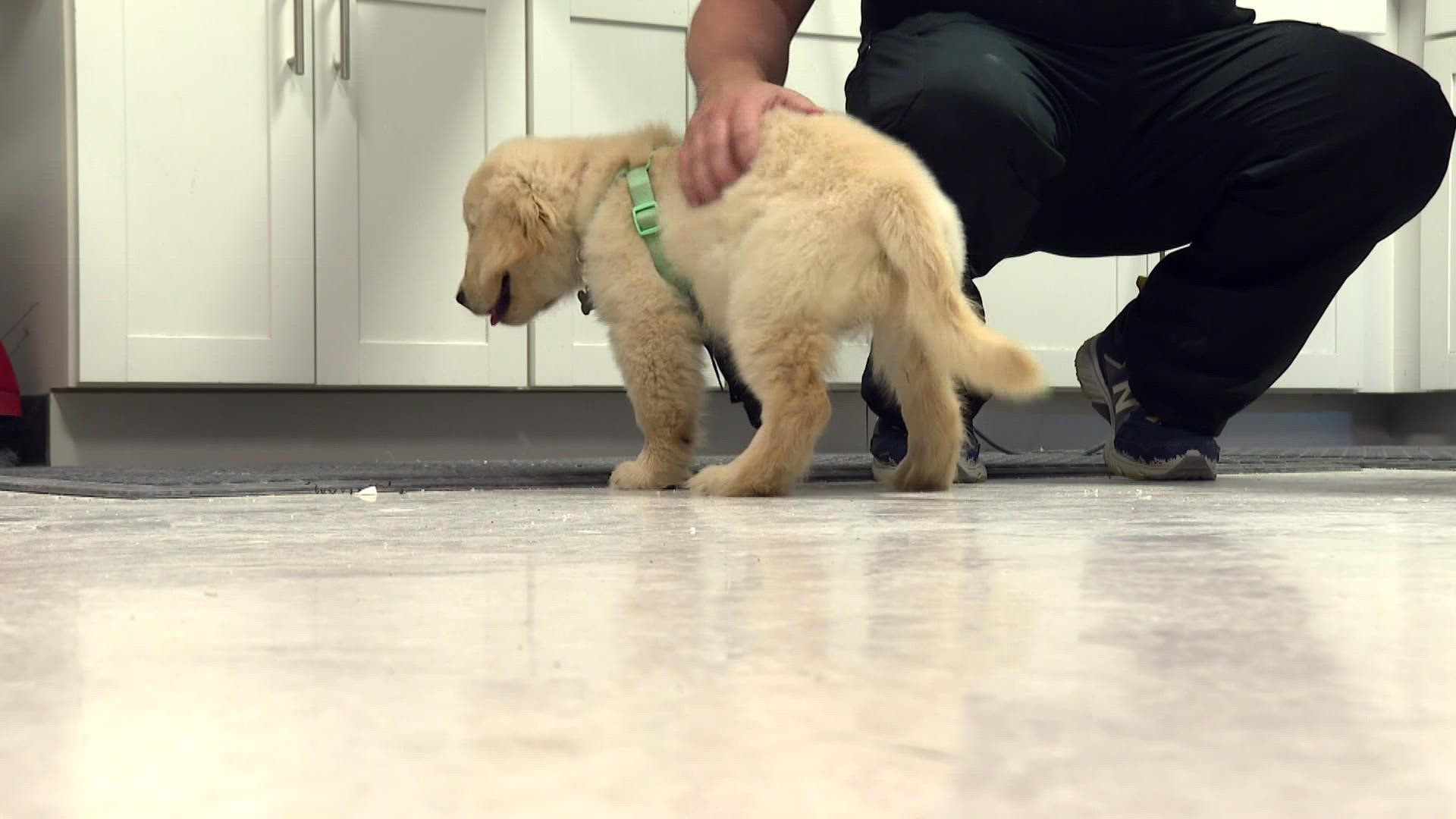 An amputee golden retriever puppy found her forever home through an orthopedics center and a pediatric therapy clinic.