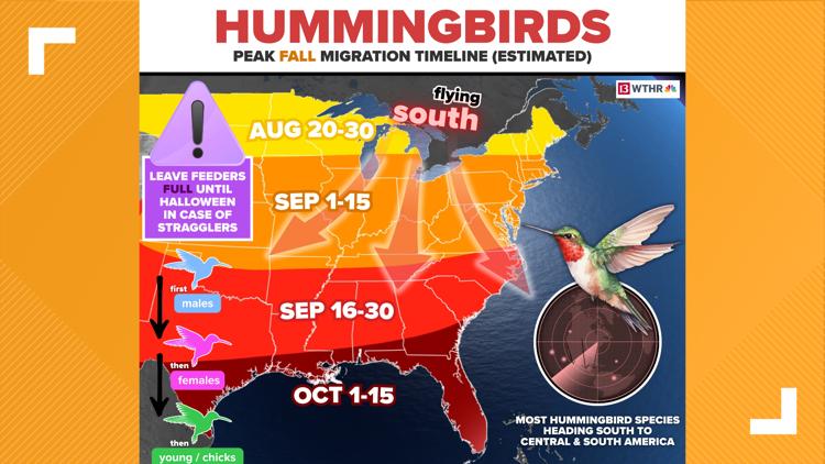 Peak hummingbird timeline: fueling up before heading south | wthr.com