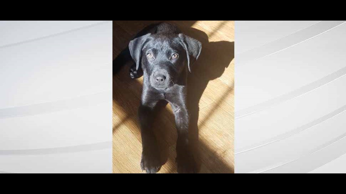 hoosier great dane rescue