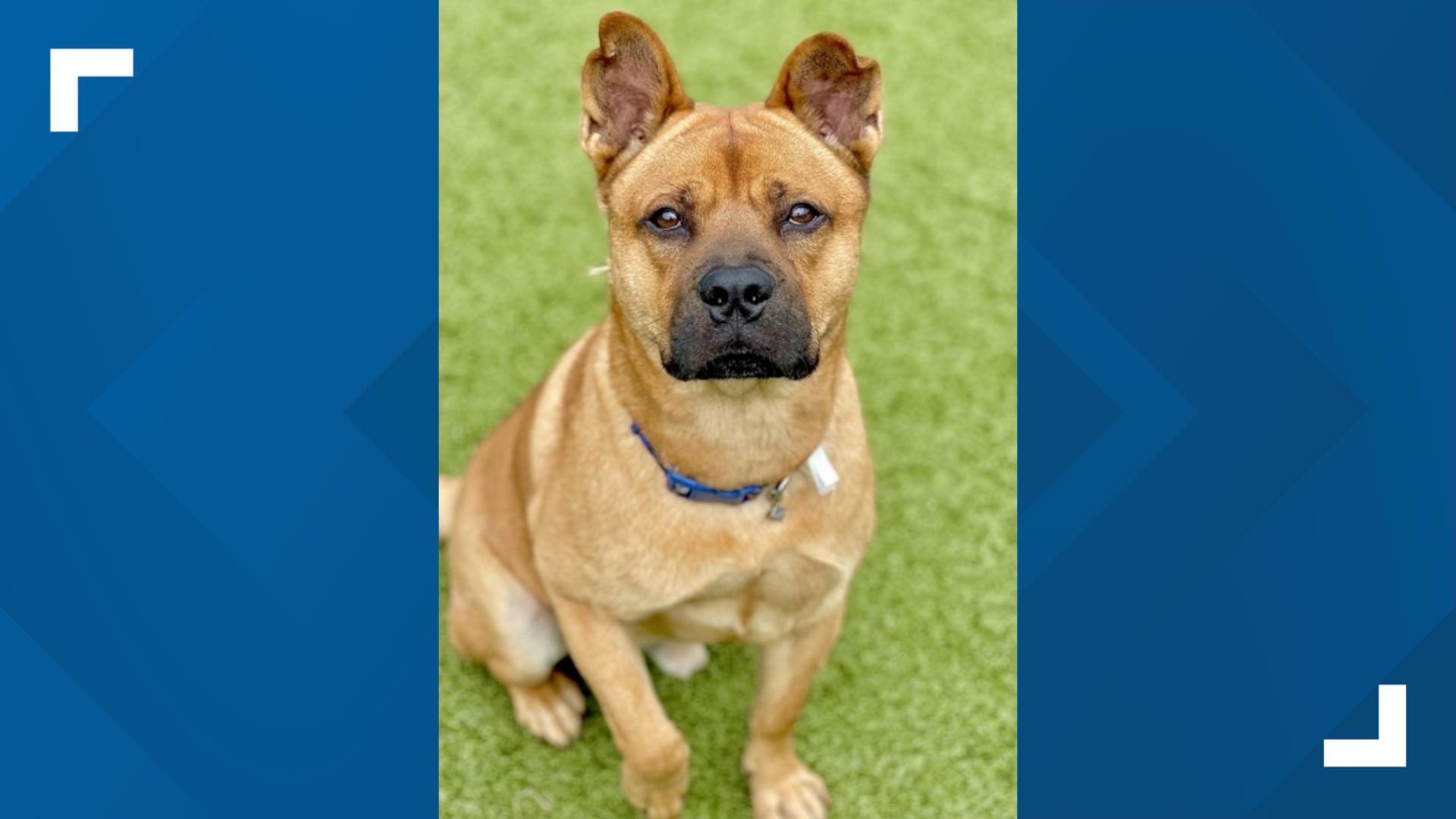 Indiana animal shelter hosting 'Hocus PickUs' adoption event