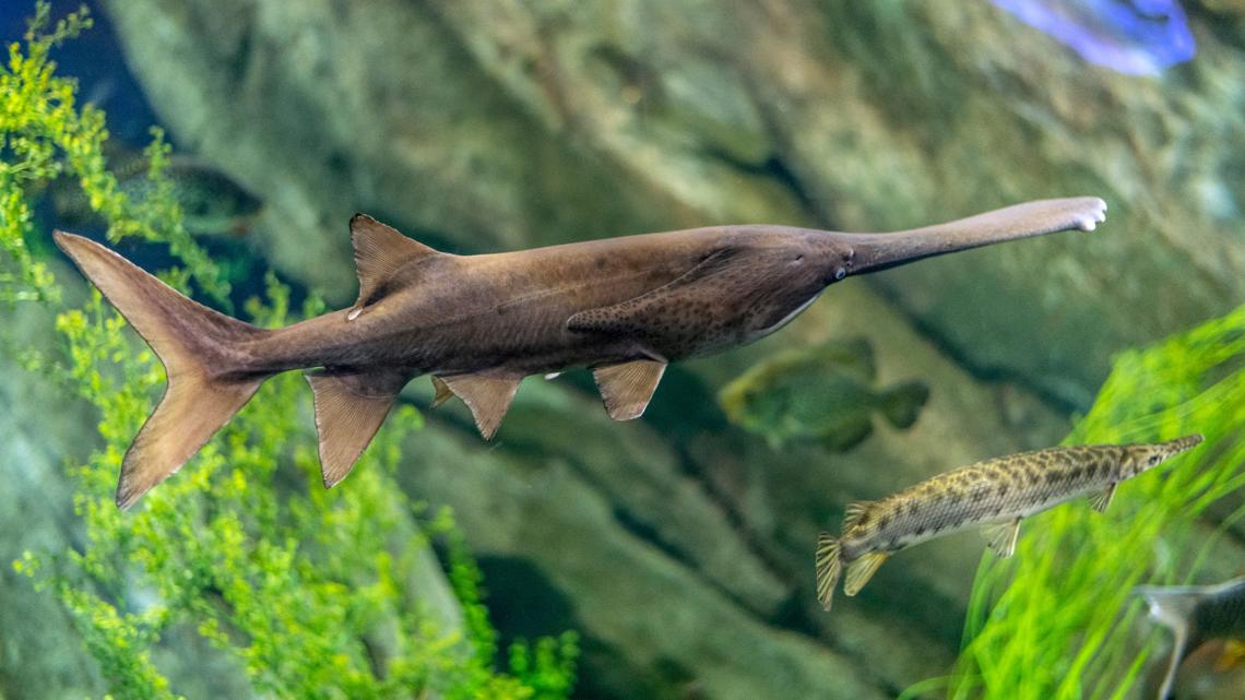 Indiana woman charged with illegal taking of paddlefish