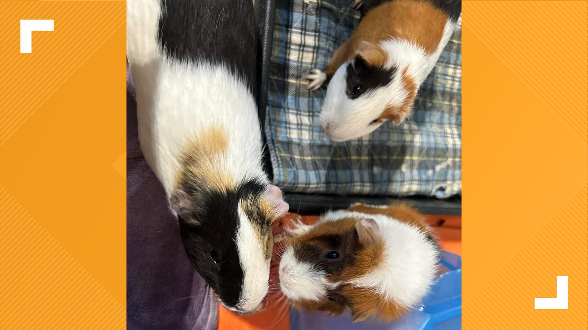 Small Creature Rescues Rescue saves small animals from abandonment | wthr.com