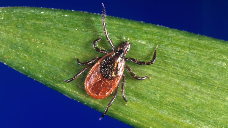 Tick-borne disease babesiosis spreads to Mid-Atlantic region