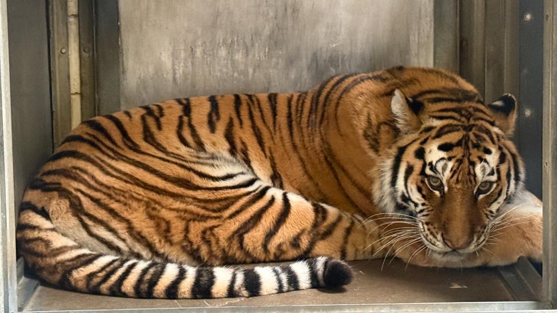 New Amur tiger comes to Indianapolis Zoo from South Dakota