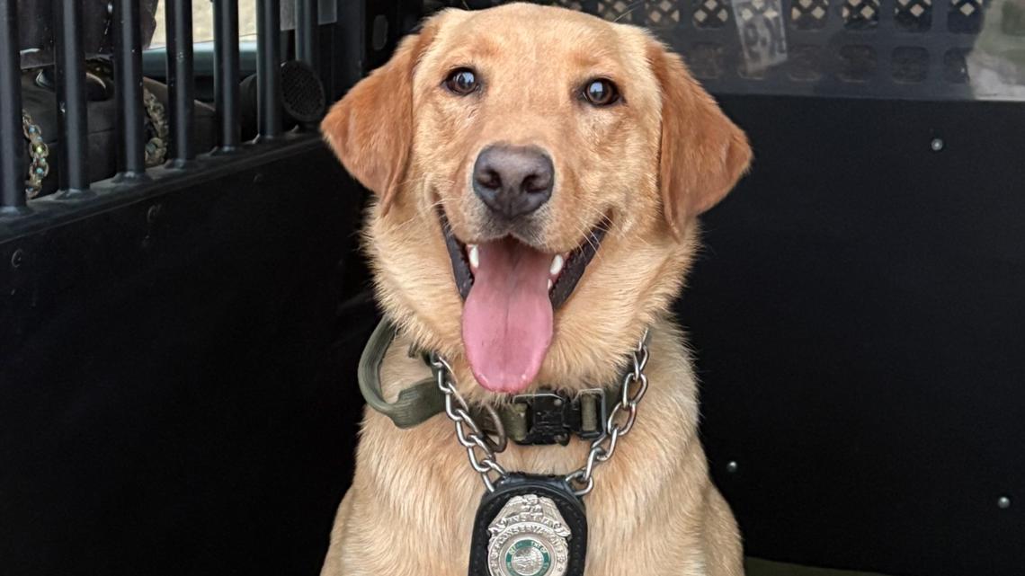 Indiana Conservation Officer K-9 Gunny helps track suspect through woods, leading to arrest in Morgan County