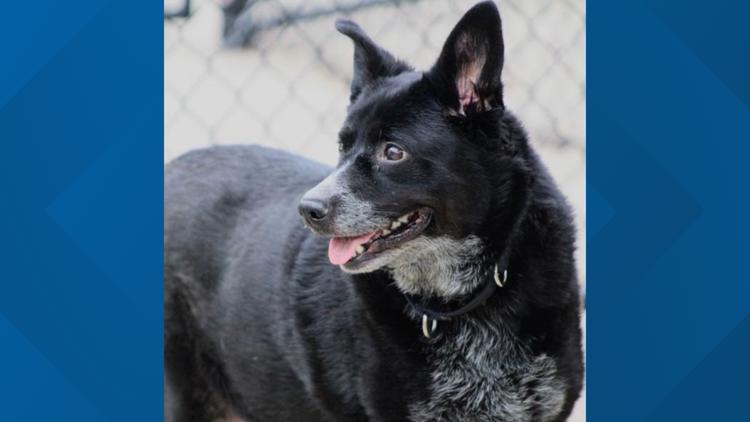 'There's no place like home' | IndyHumane to waive adoption fees for all big dogs