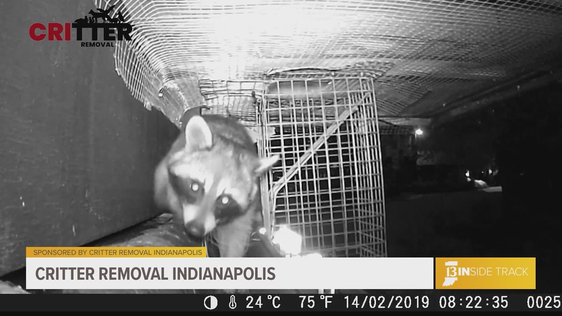 13INside Track learns how to remove wildlife from your home with Critter Removal Indianapolis