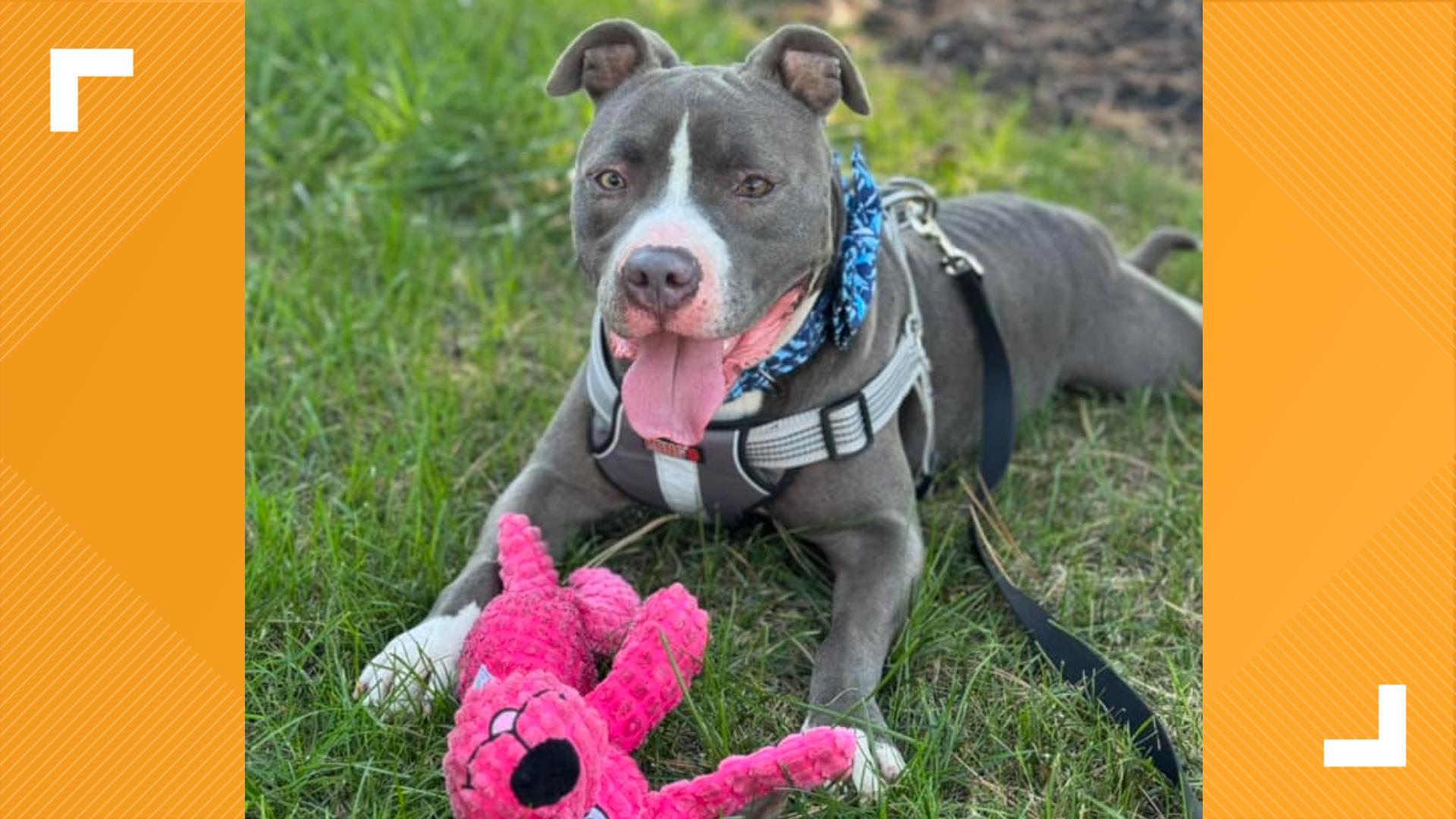 Indianapolis Animal Care Services is featuring three dogs and two cats looking for forever homes.