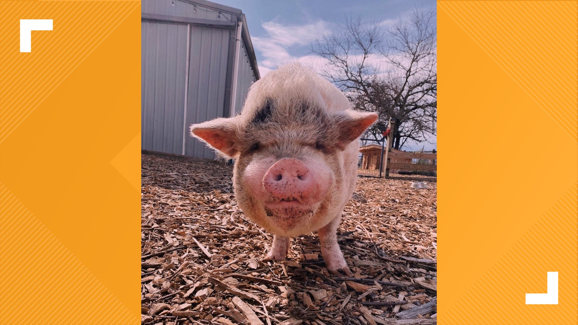 Retared Pigs Brownsburg rescue serving as refuge for unwanted, abandoned pigs | wthr.com