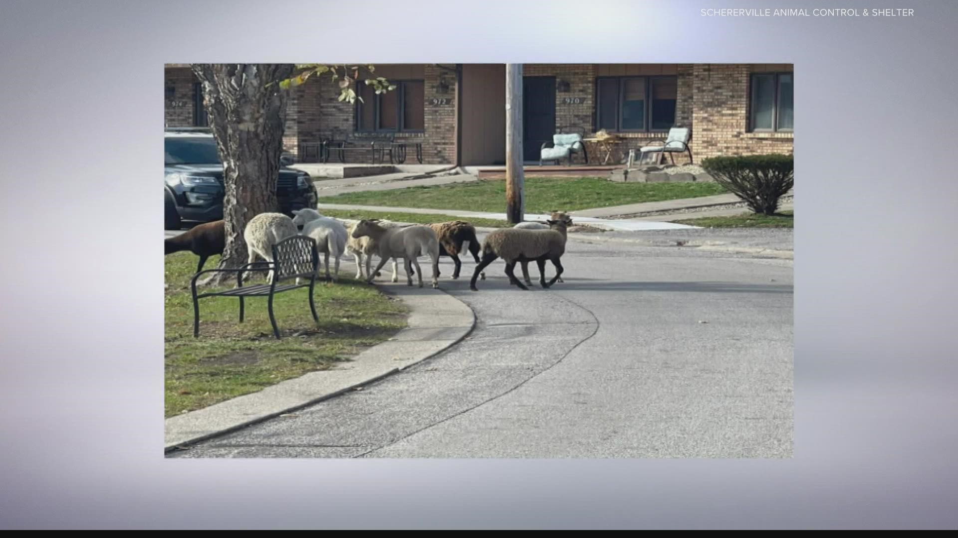 Schererville Animal Control said someone found eight sheep wandering through a neighborhood.