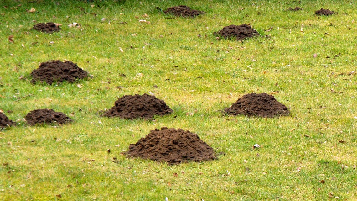 How to prevent moles from destroying yard | wthr.com