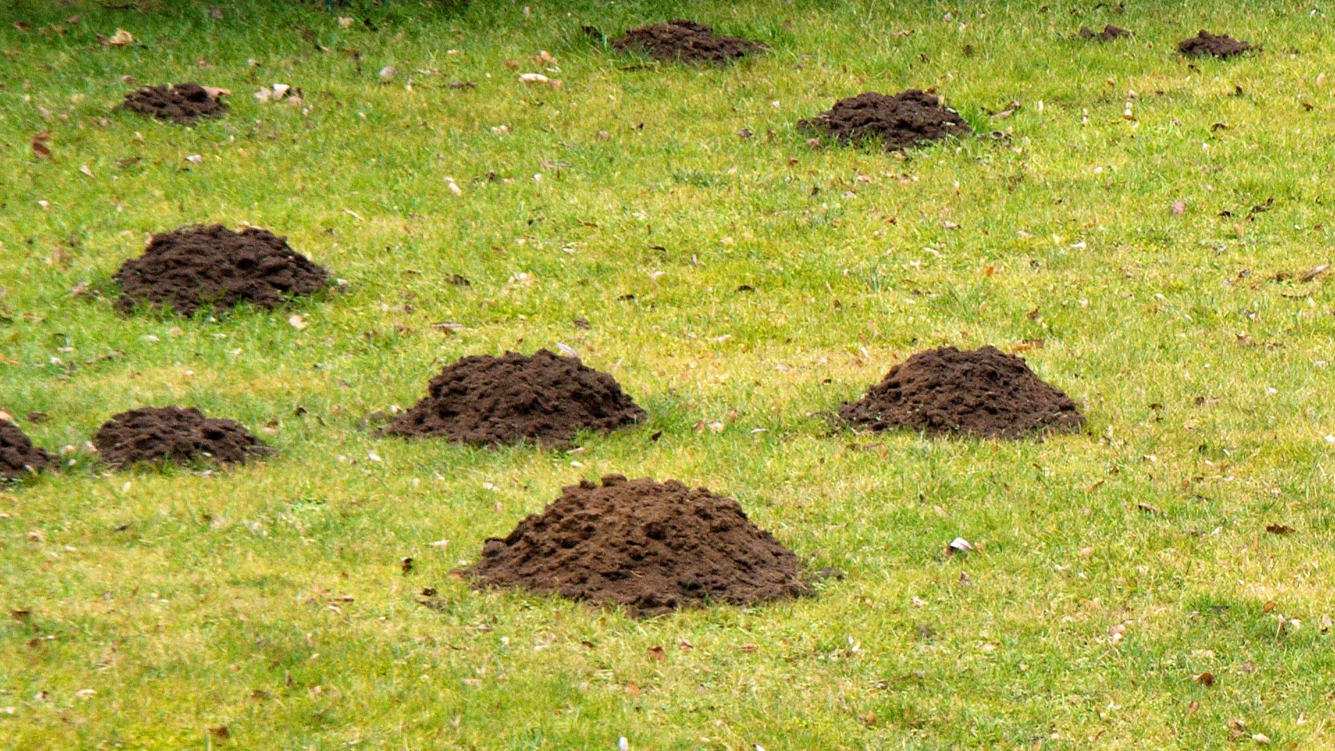 Pat Sullivan helps you rid your yard of moles