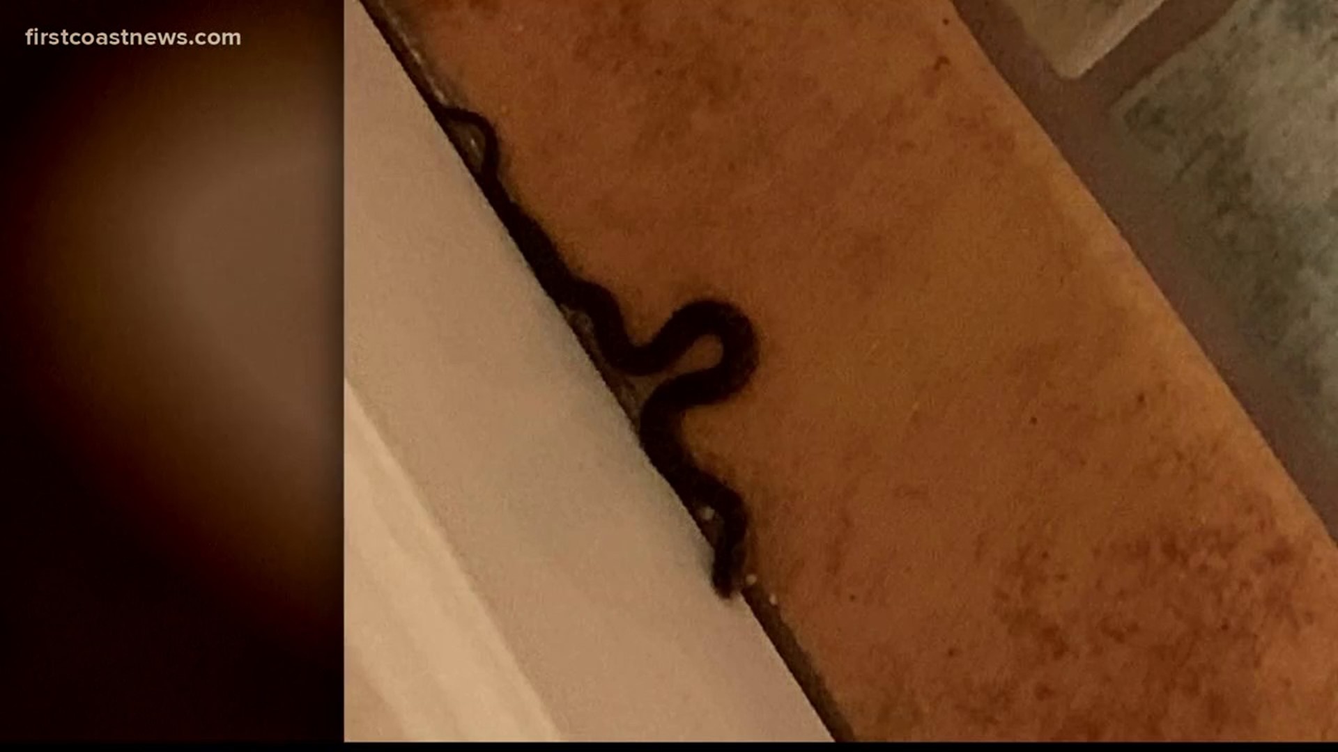 WTLV Snake in hotel