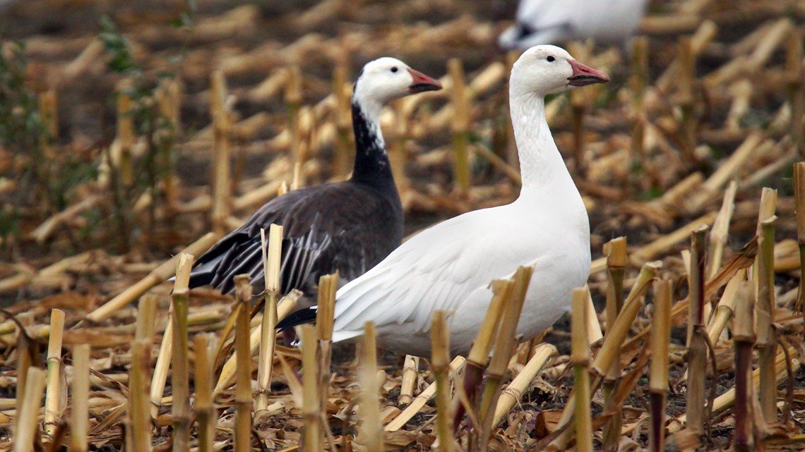 Bird flu found in snow geese, suspected in turkey flock