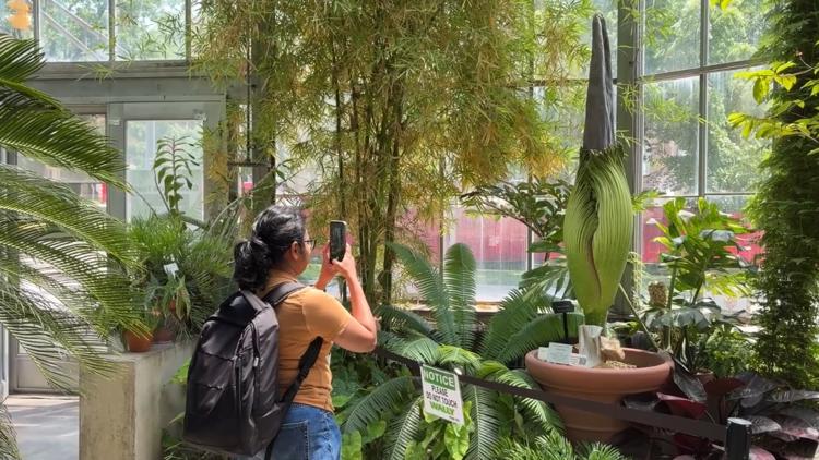Stinky ‘corpse flower’ in bloom at IU greenhouse