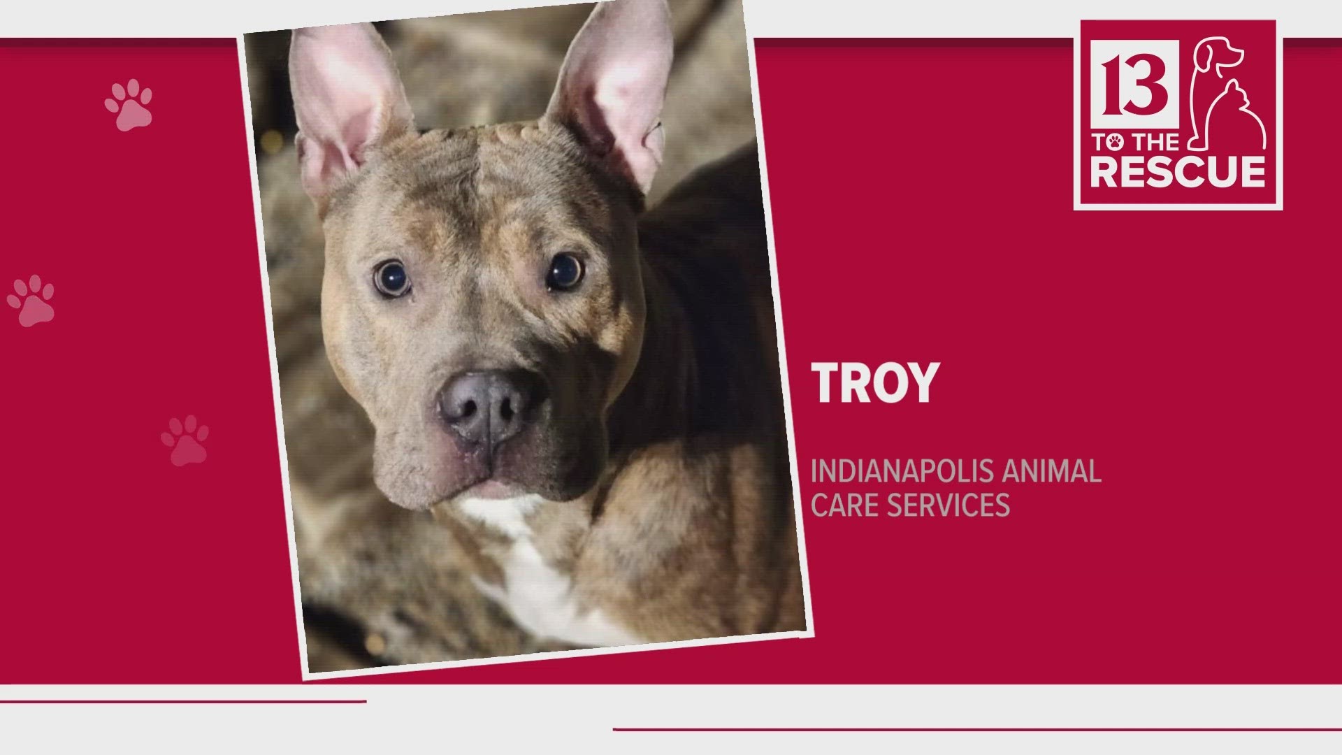 IndyHumane is featuring five dogs looking for forever homes this week.