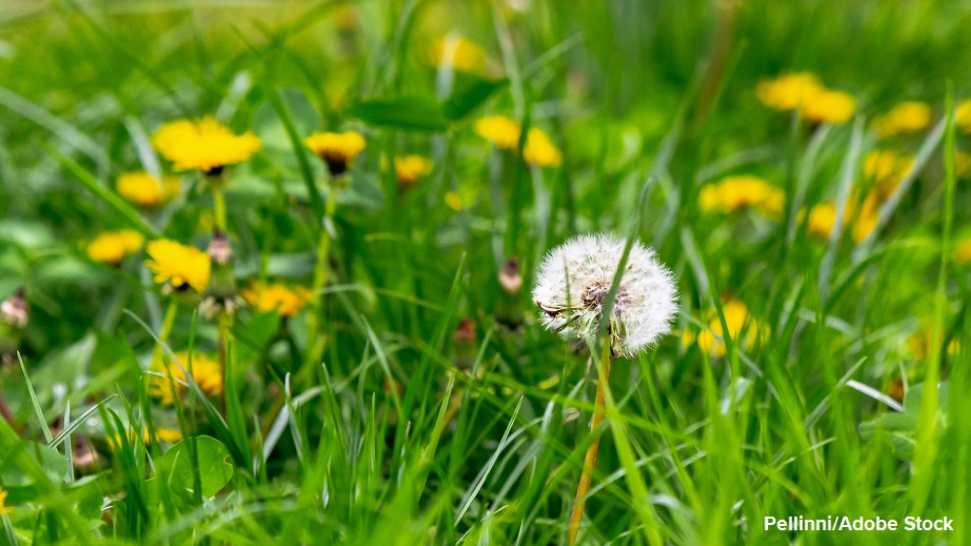 Dandelions and other weeds can be treated and pulled in the spring.