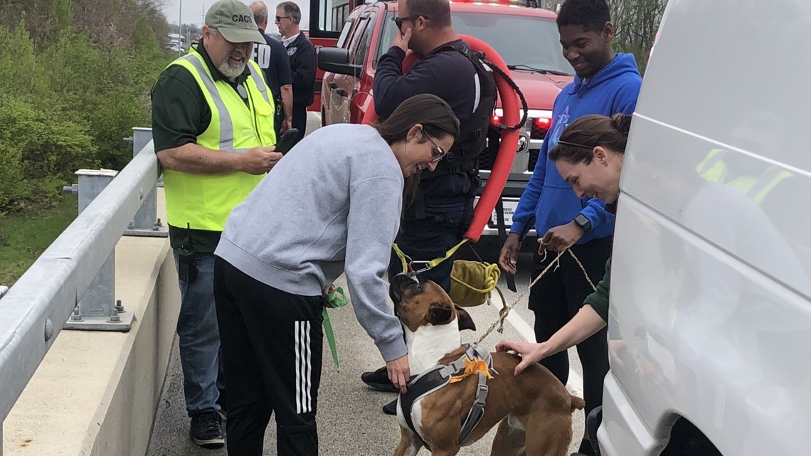 1-year-old Boxer, Kobe, rescued from Flat Rock River | wthr.com