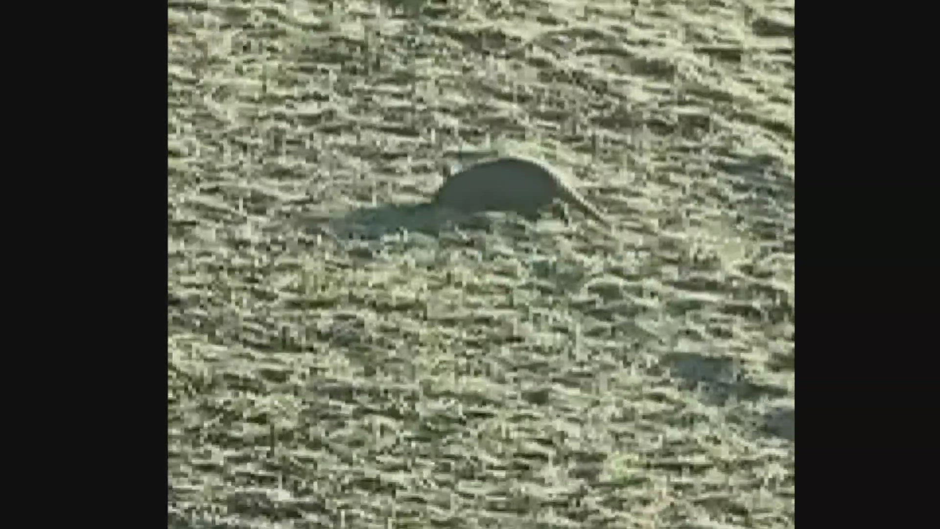 Armadillo spotted in southern Indiana | wthr.com