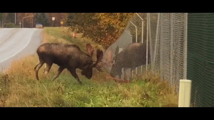 No Fencing Them In Alaska Moose Bash Antlers Through Fence Wthr Com