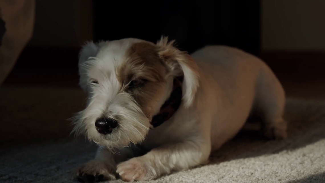 Tips on keeping pets safe during the heat and fireworks