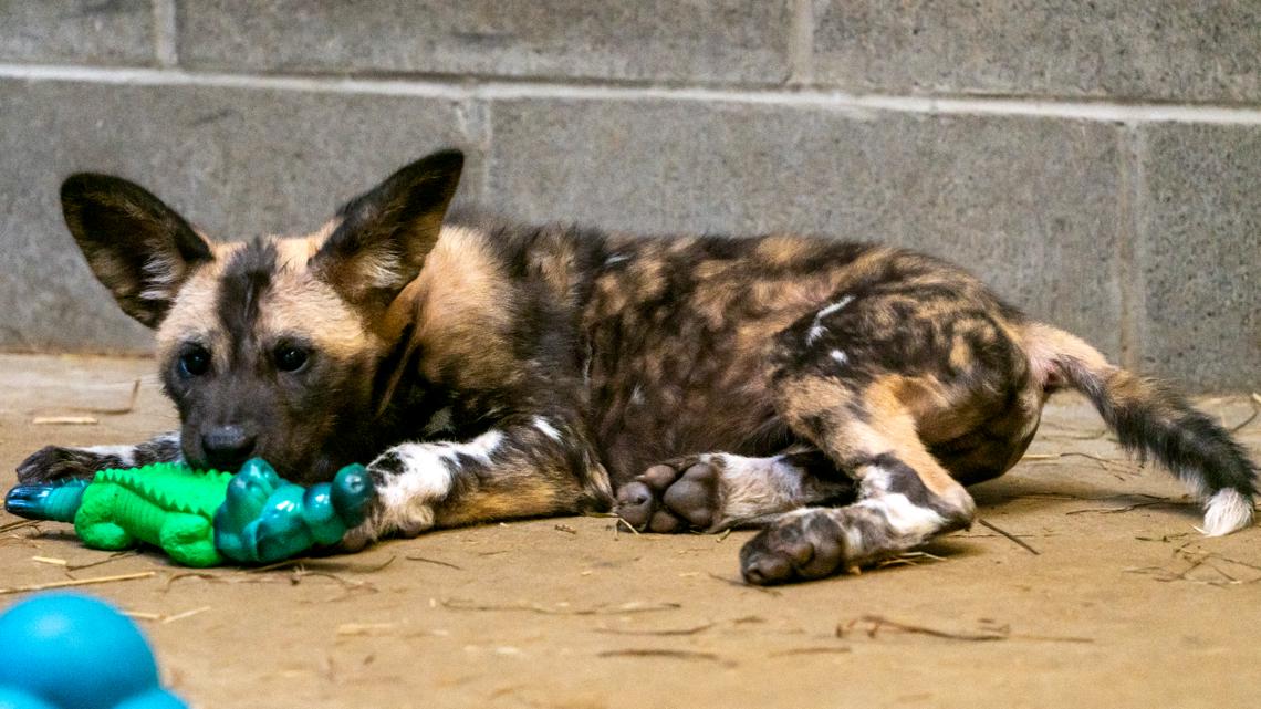 Painted dog pups painting story of survival at Indiana zoo | wthr.com