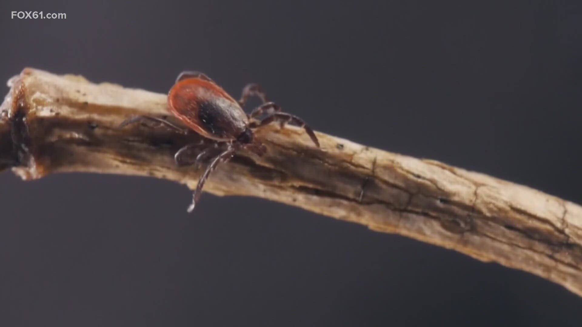 The tick-borne virus has a long history in Connecticut and many residents who are at risk may find this useful.