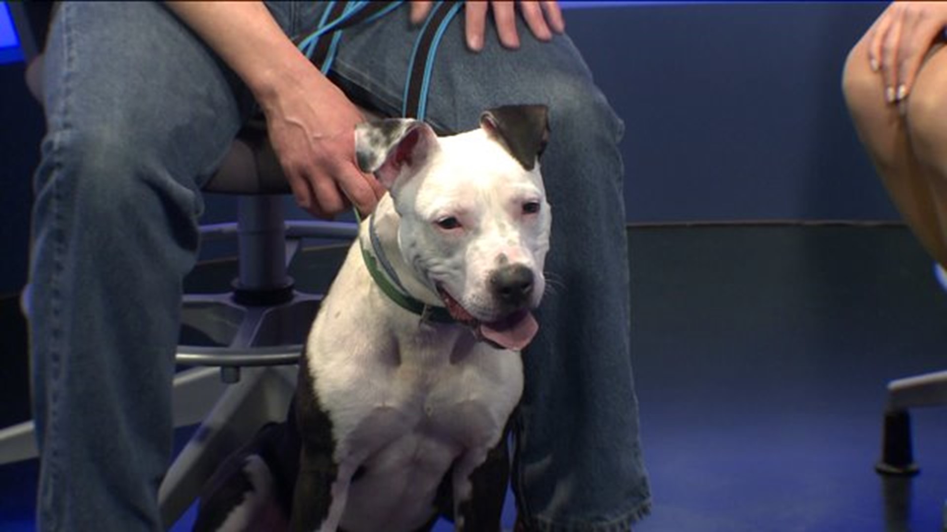 Pet of the Week - Rico