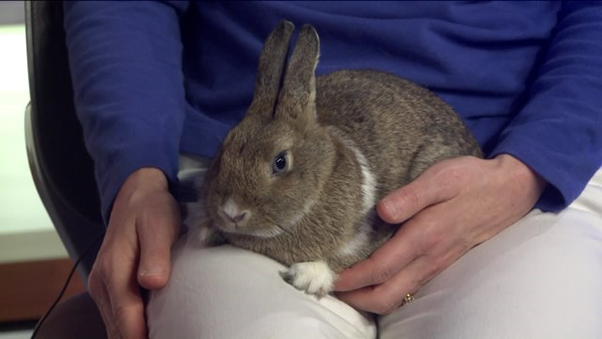 Pet of the Week - Thumper