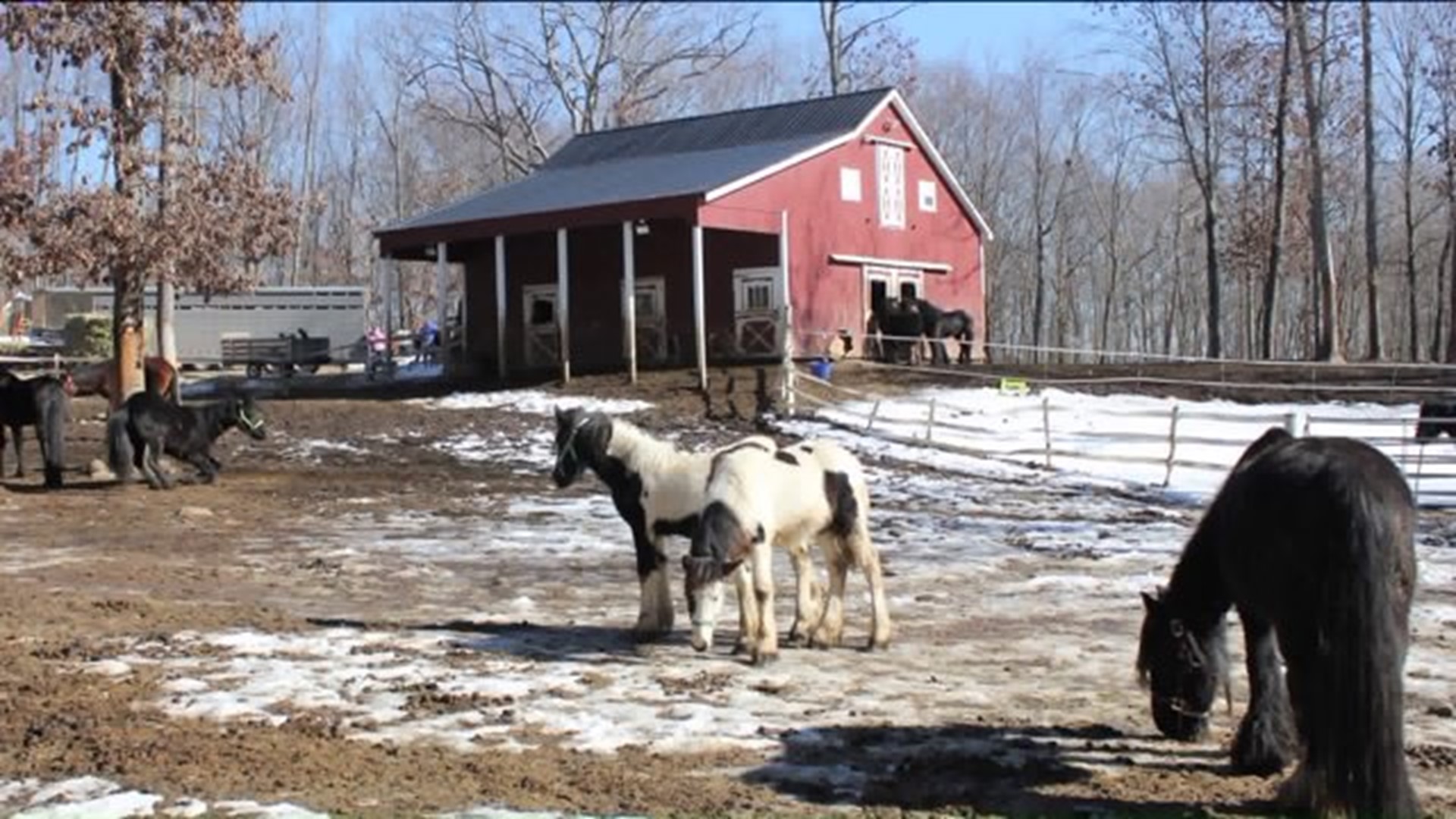 State representative fundraises to help animals seized from unfit farm